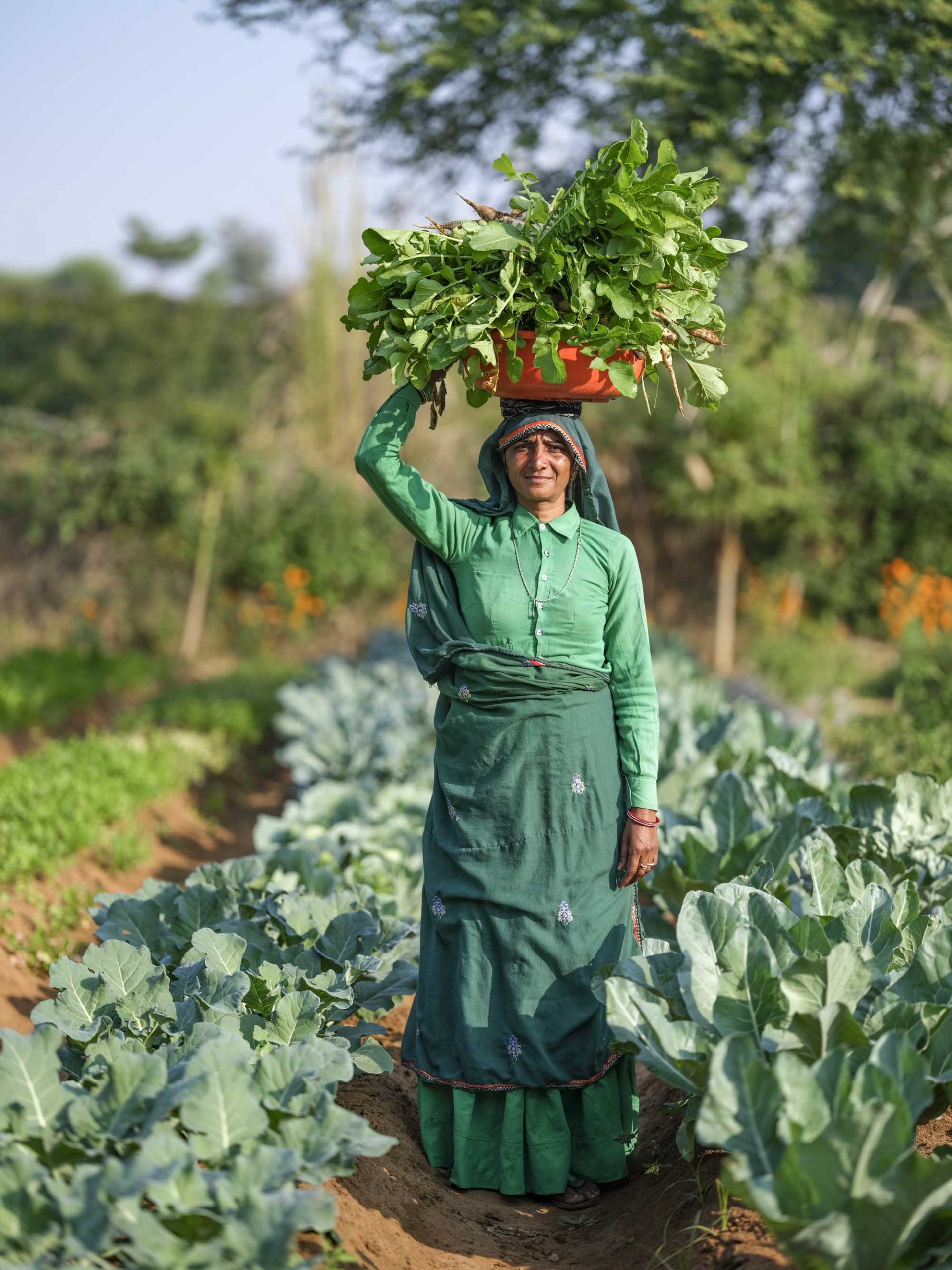 woman in jaipur india harvesting vegetables from a garden, photo for agriculture public relations